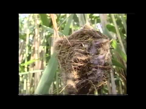 Amazing Animals: Animal Babies (Part 1 of 2)