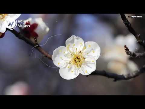 Rompe by afrique [ Lyrics video + Audio ]• 2022 #remember subscribe