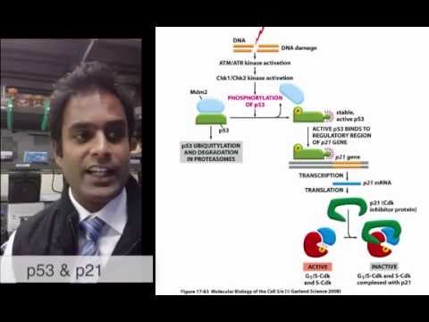 p53 p21 Cancer Class