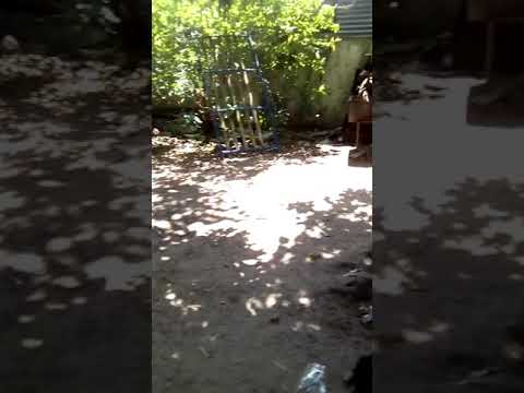 Momentos inolvidables de mi perrita DayrA