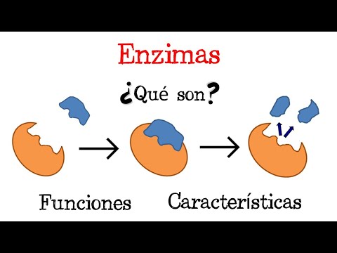 💥 What are Enzymes? 💥 [Easy & Quick] | BIOLOGY |