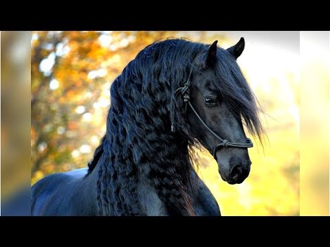 Eight of the Most Beautiful Horse Breeds