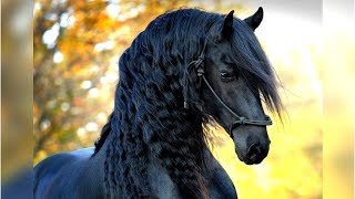 8 Most Beautiful Horses on Planet Earth