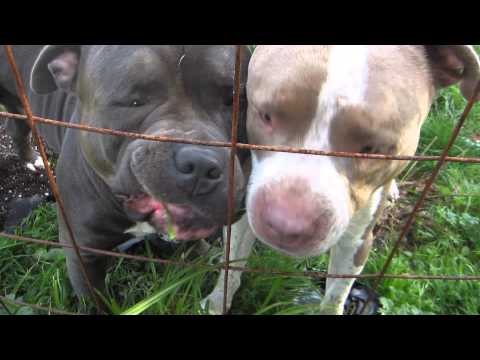Pit bulls are sweethearts