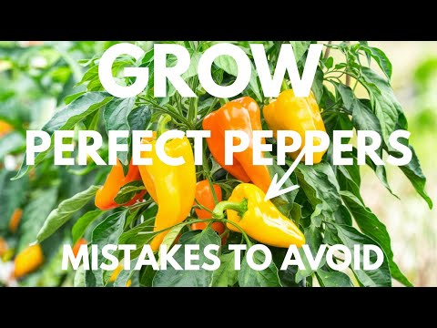 5 Mistakes You Must Never Make When Growing Peppers