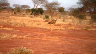 preview picture of video 'Afrikanischer Strauß auf Safari - Kenia Ngutuni Wildlife Conservancy Tsavo East Lodge'