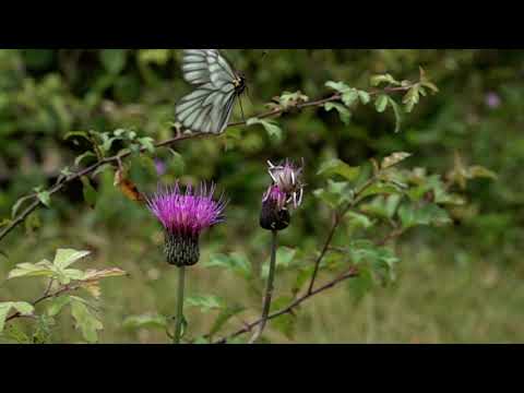 ミヤマシロチョウの飛翔