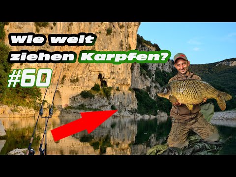 ABGEHAKT #60: Wie weit ziehen Karpfen?