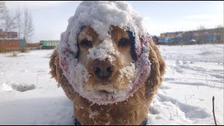 しばらく動画お休みしていてすみません。【トノの冬散歩】