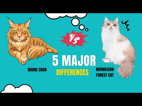 Maine Coon Vs Norwegian Forest Cat