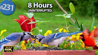 TV for Cats 😻 8 Hours of Birds 🐦 Squirrels 🐿 Uninterrupted Cat TV @LensMyth