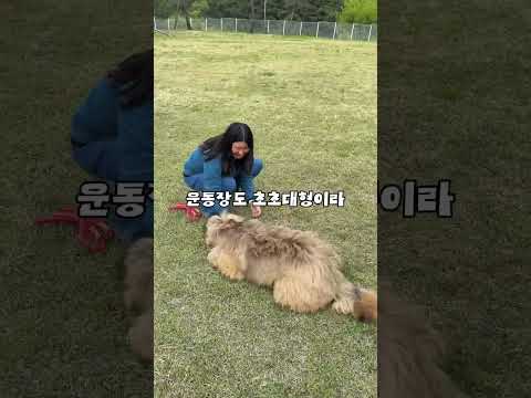 국내 유일 삽살개 보호·연구기관 다녀왔어요..!
