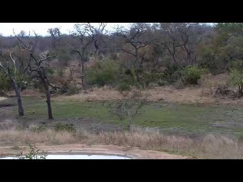 Djuma Private Game Reserve Live Stream