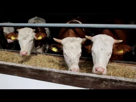 Planta ( Dijamant Agrar )   | Matijević