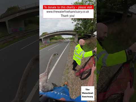 A young swan rescued on the road - Police stopped traffic #swanrescue #wildliferescue #animalrescue