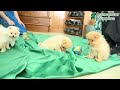 Pomeranian dogs for sale: Sweet Heart - Video 1