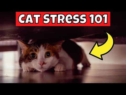 How to Tell if Your Cat is Stressed (Cat Stress 101)