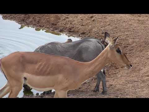 Djuma: Lone Warthog - 11:51 - 09/27/18