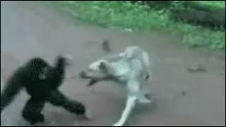 monkey Vs Dog.  gif.  #meme #gif #fail #funny #gif original no audio