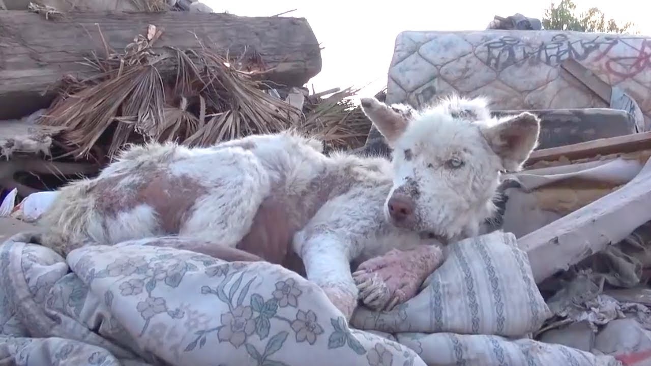 ゴミ山で暮らしていた捨て犬。保護後の姿と優しさに感動
