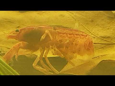 Schlüpfen der CPO Krebse