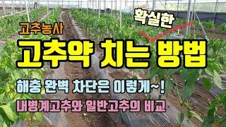 고추농사 고추약 치는 방법 고추해충 방제방법 내병계고추와 일반고추의 생육 비교 총채벌레, 응애, 담배나방, …