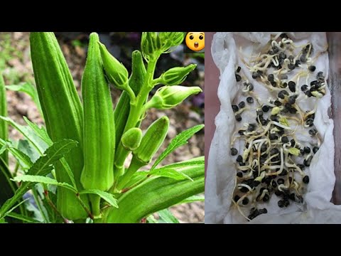 THE FASTEST WAY TO GROW OKRA NOBODY TALKS ABOUT