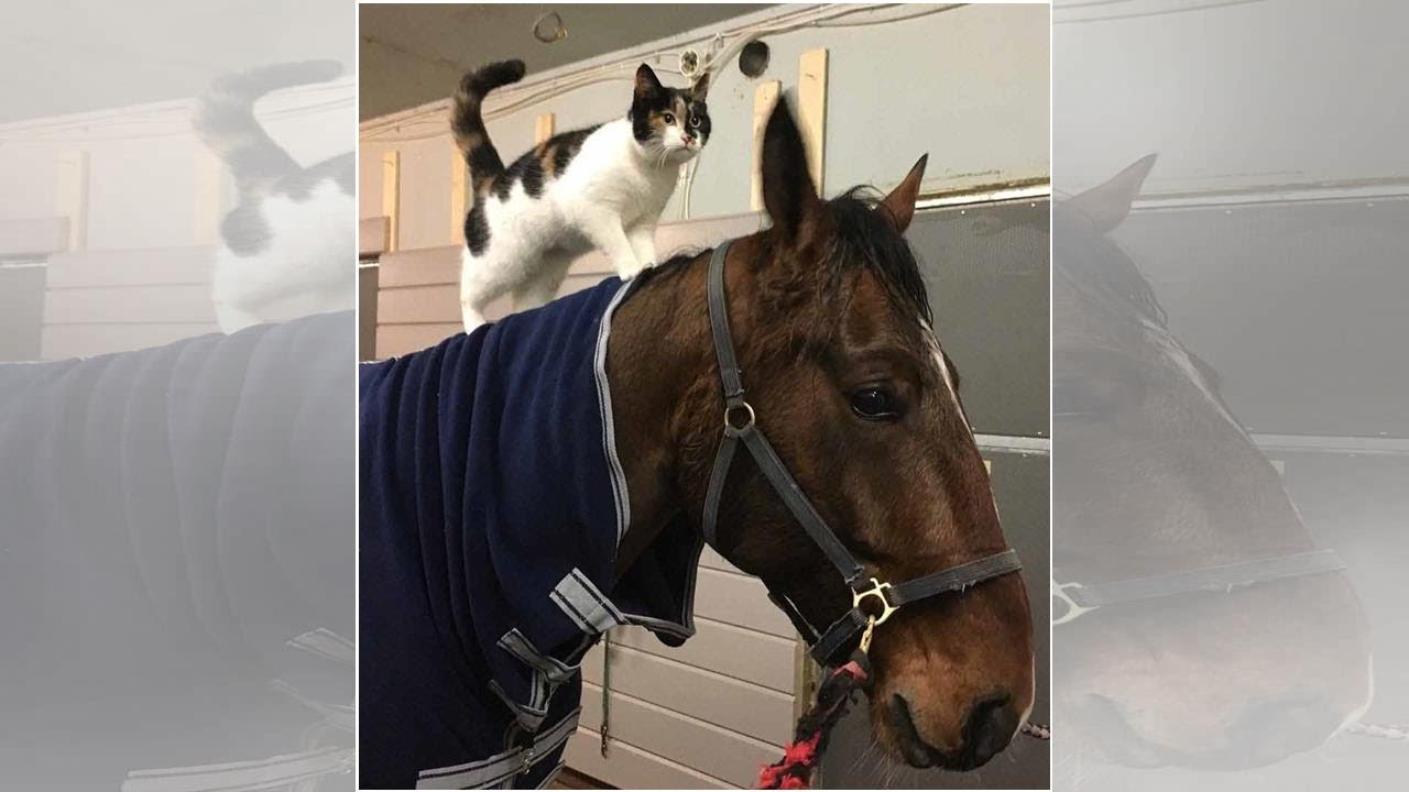 Friendly Cat Interrupts TV Interview and Steals the Show