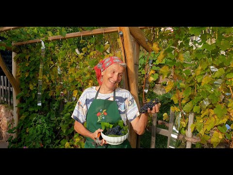 Wimmen: lustige Weinlese im Weinberg in Jenesien, Südtirol mit Disco und Influencerin Vroni, Comedy