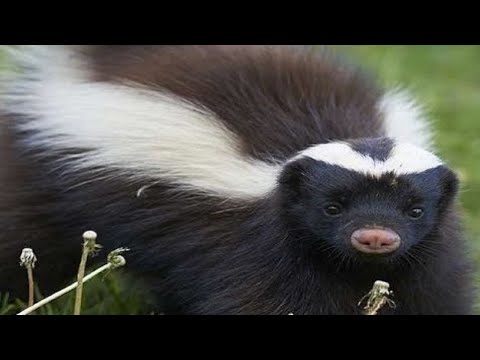 Skunk Sounds - Noises
