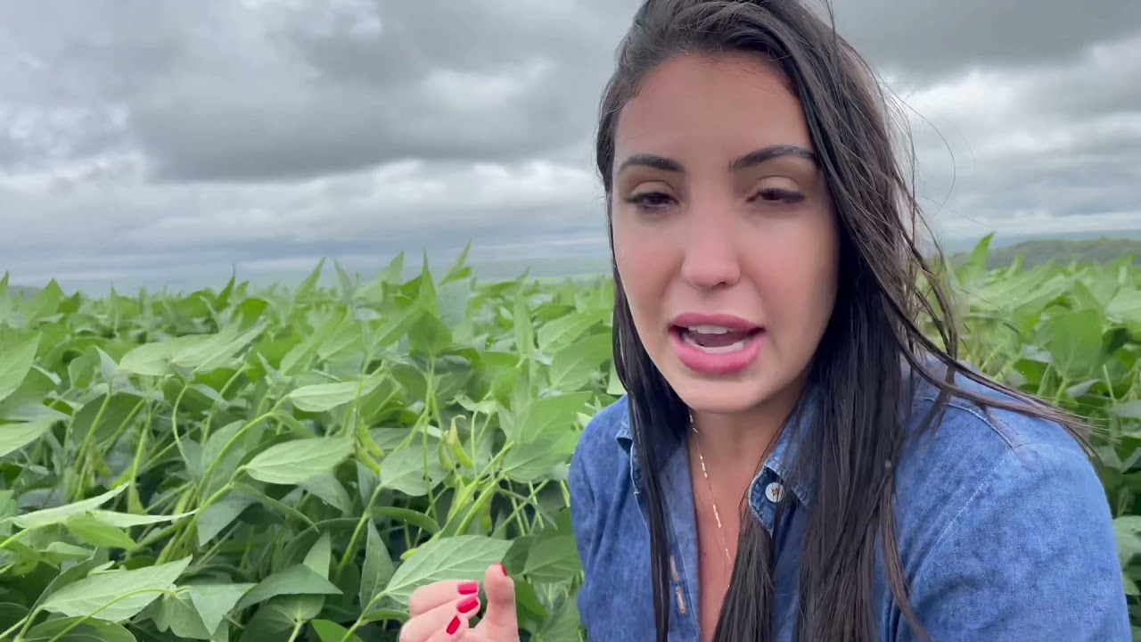 Avaliando produtos biológicos em lavoura de soja.