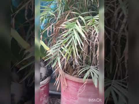 'Razia Ghundu Mein Bhans Gayi" Funny Video