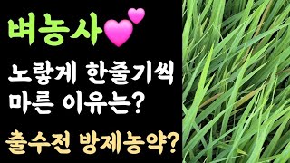 벼농사???? 노랗게 한줄기씩 마른 이유?  출수전 병해충 방제농약은?