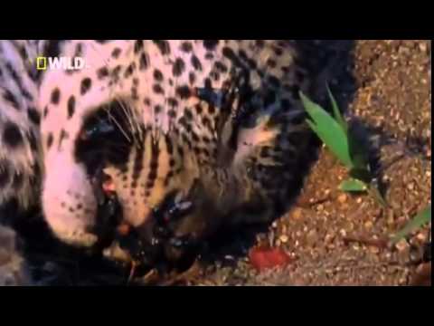 La reina de los leopardos