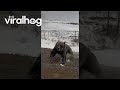 Grizzly Bear With Cubs Charges Truck on Rural Road || ViralHog
