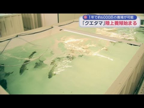 YouTube Video 静岡市清水区の斎場跡地で高級魚「クエ」の仲間「クエタマ」の陸上養殖始まる　静岡ガス