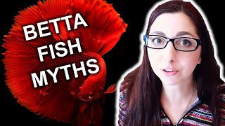 Betta Fish Myths | Lies And Misconceptions You've Been Told About Bettas