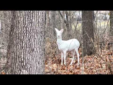 Albino deer I saw while driving my route!