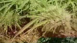 Rivers of babylon - Nueve Millas