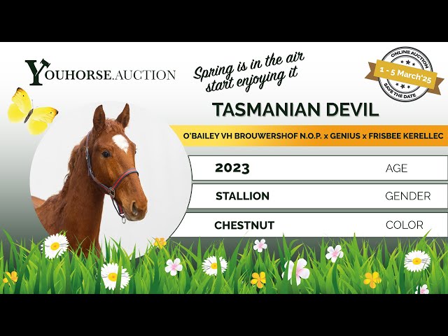 Tasmanian Devil