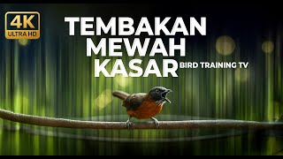 Download lagu Tepus Kepala Abu Abu Gacor Panjang Masteran Viral Kasar Untuk Masteran Murai Batu dan Cucak Ijo mp3