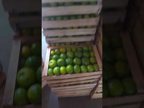 Yuto Jujuy, embalaje de mandarina a la vieja escuela