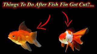 What  To Do When Fish Fin Got Cut?... Recovery And Disease Prevention... / Fish Aquarium Tamil