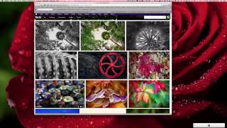 Embedding Videos and Photos in a Wordpress.com Blog