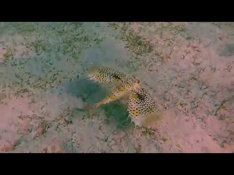 A fish with wings: Oriental flying Gurnard