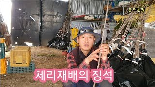체리ㅣ묘목 발송 하면서~미세하지만 중요한 차이
