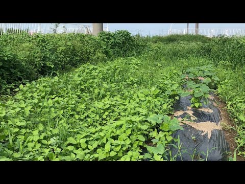 重曹と酢は天然の除草剤レシピで効果的に機能しますか?  庭園