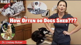 How Often Do Dogs Shed? | Learn About dogs!
