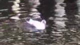 KT Tunstall - White Bird