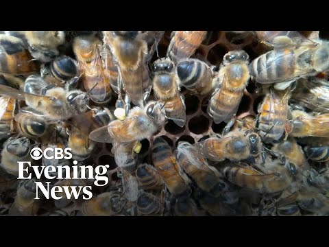 Hundreds of millions of bees mysteriously dying